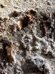 Lichinaceae