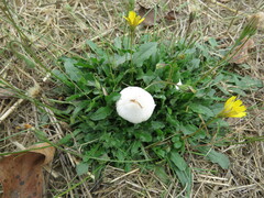 Leucoagaricus barssii