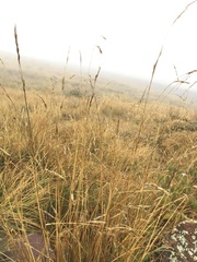 Thinopyrum intermedium