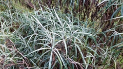 Senecio cinerarioides