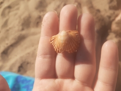 Acanthocardia tuberculata