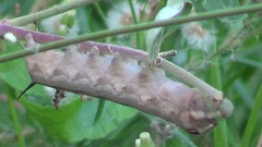 Hippotion celerio