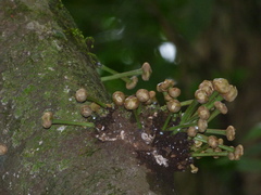 Annonaceae