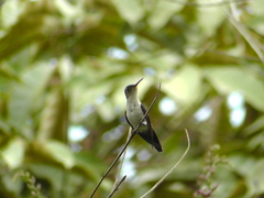Chalybura buffonii