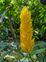 Pachystachys lutea
