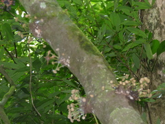 Annonaceae