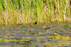 Zapornia flavirostra