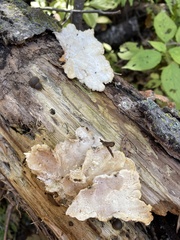 Tyromyces chioneus