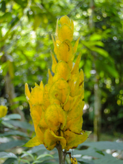 Pachystachys lutea