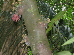 Annonaceae