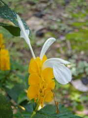 Pachystachys lutea