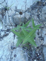 Lasianthaea podocephala