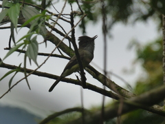 Myiarchus tuberculifer