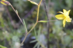 Cyanella lutea
