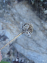 Lasianthaea podocephala