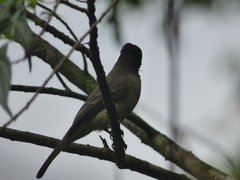 Myiarchus tuberculifer