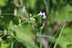 Homalodisca insolita