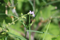 Homalodisca insolita