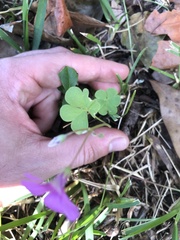 Oxalis articulata