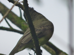 Myiarchus tuberculifer