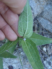 Lasianthaea podocephala