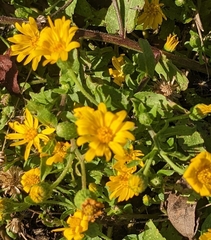 Heterotheca subaxillaris