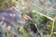 Cyanella lutea