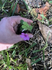 Oxalis articulata