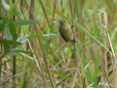 Sporophila