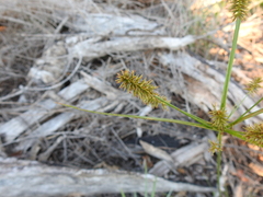 Cyperus hystricinus