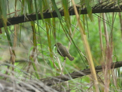 Sporophila