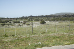 Dimorphotheca