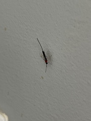 Ichneumonoidea