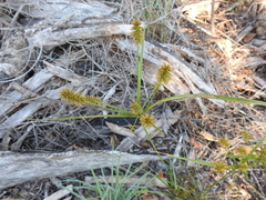 Cyperus hystricinus