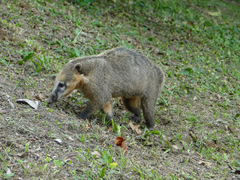 Nasua nasua