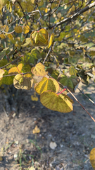 Magnoliopsida
