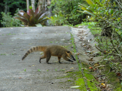 Nasua nasua