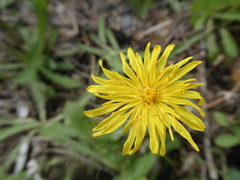 Crepidinae