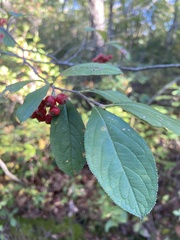 Aronia arbutifolia