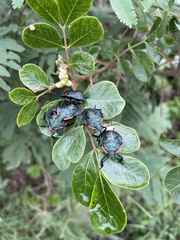 Alcaeorrhynchus