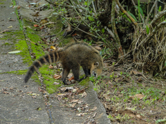 Nasua nasua