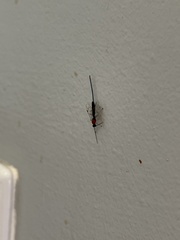 Ichneumonoidea