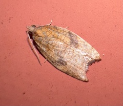 Acleris rhombana