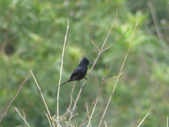 Knipolegus lophotes