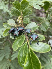 Alcaeorrhynchus