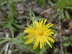 Crepidinae