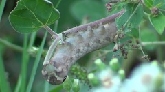 Hippotion celerio