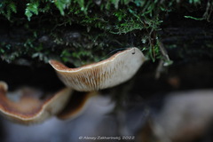 Crepidotus