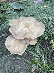 Clitocybe praemagna
