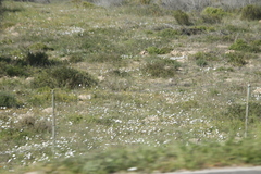 Dimorphotheca